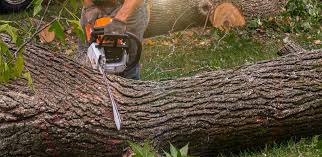 How Our Tree Care Process Works  in  Greenville, VA